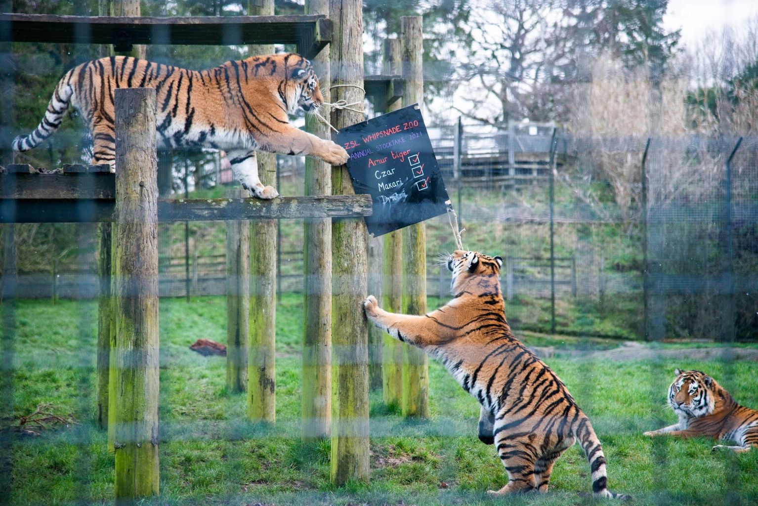 PHOTOS Whipsnade Zoo count their animals News Greatest Hits Radio